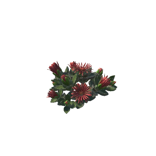 Flower_Faucaria tigrina5 6